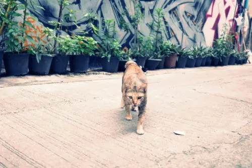 バンコクのCAT HOTEL