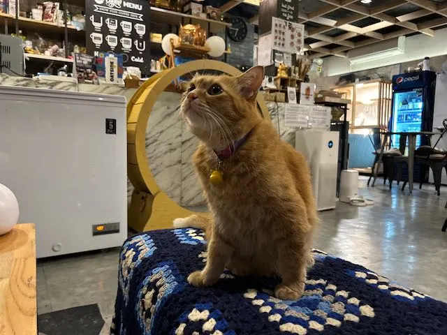 猫のいるカフェ