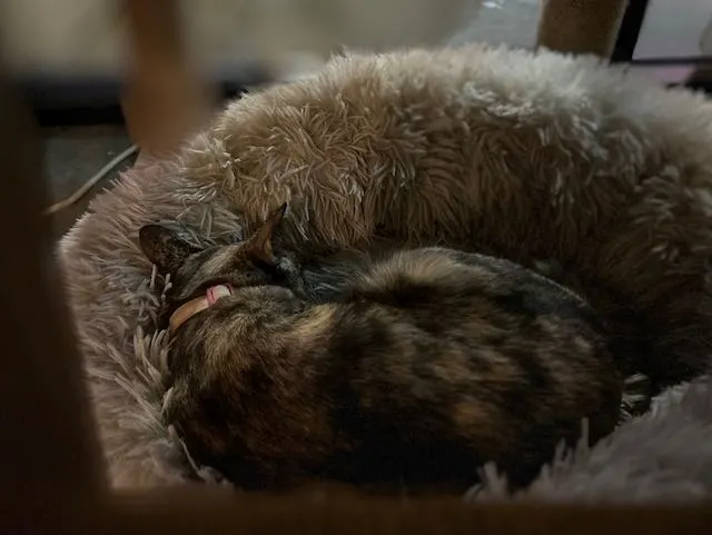 猫のいるカフェ