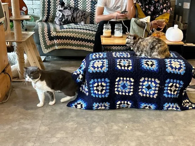 猫のいるカフェ