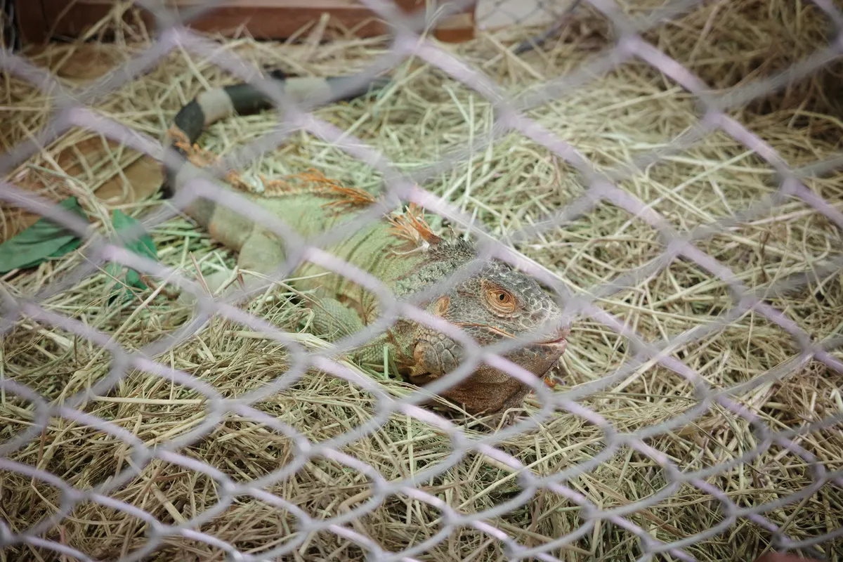 シーコンスクエアの動物園に行ってきた話